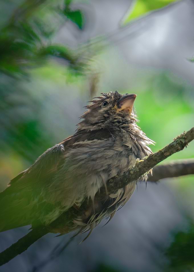 Rainy Retreat