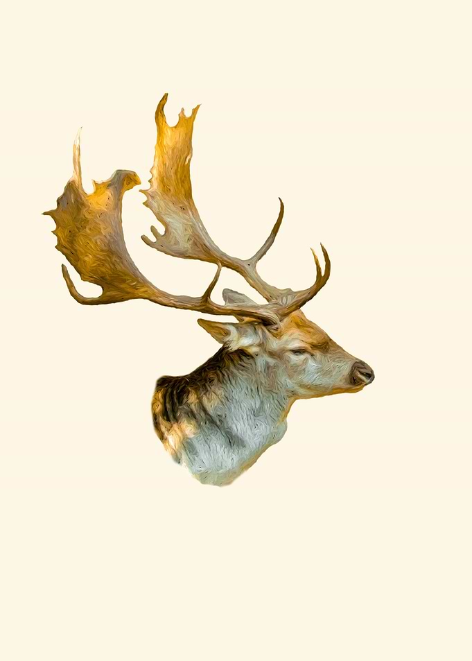 Fallow deer