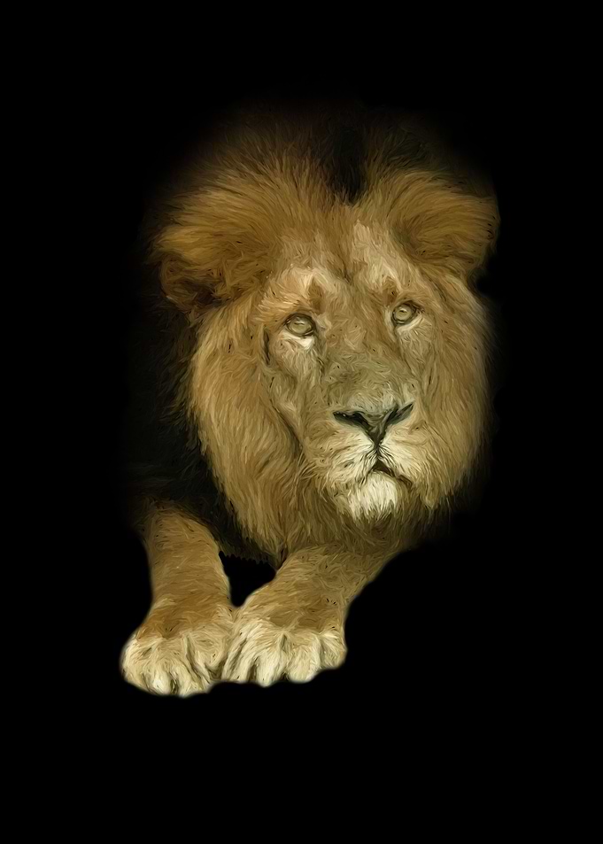 Asiatic lion