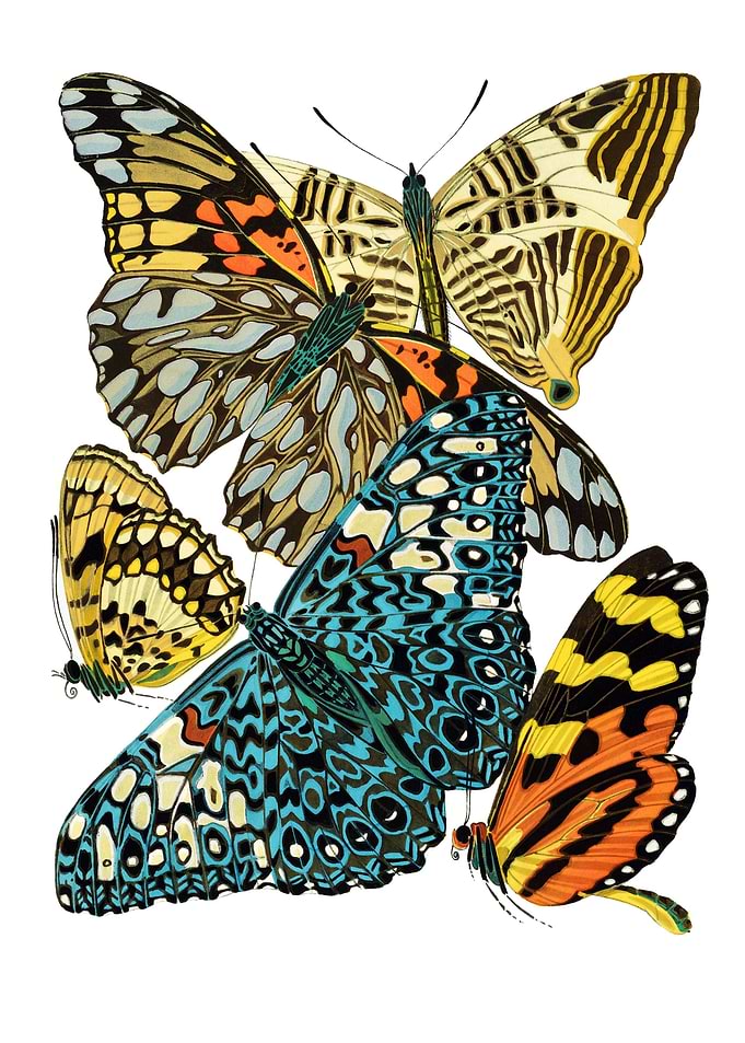 10 VIntage Papillons