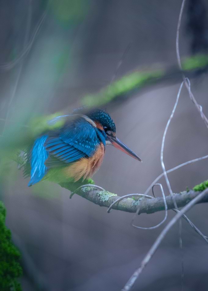 Bright Blue Beauty