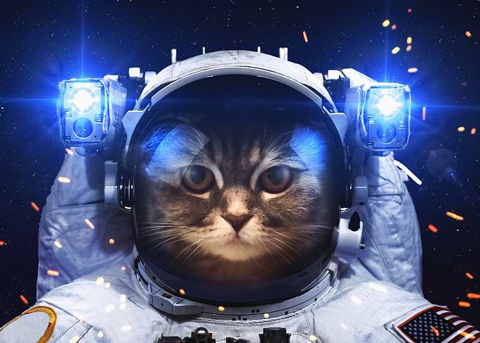 Space Kitten MEOW