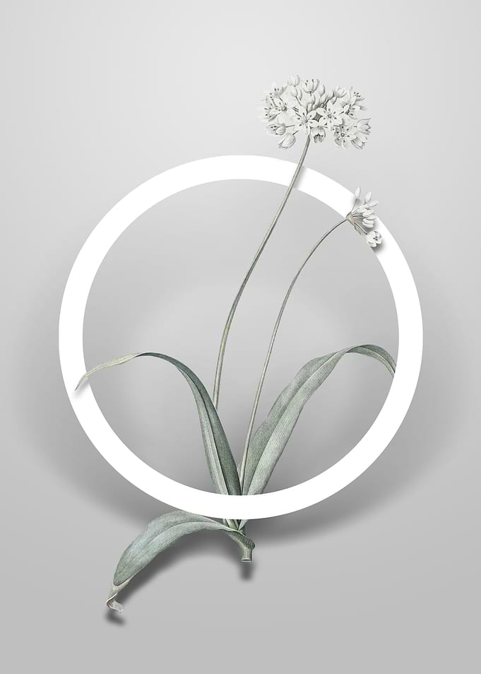 Spring Garlic Flower Art