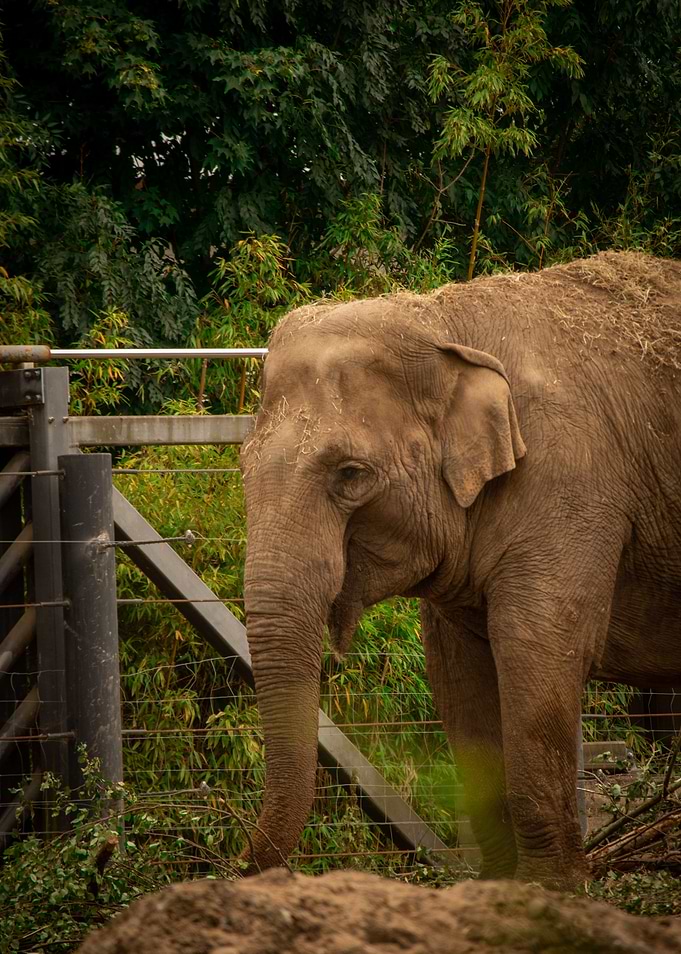 Elephant