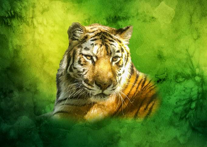 Tiger portrait