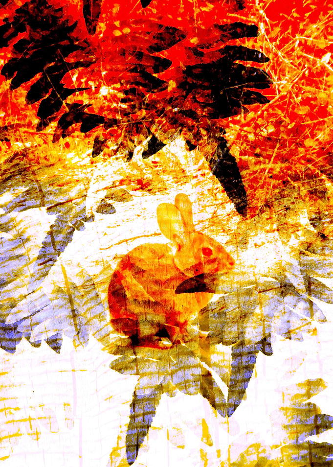 Red Rabbit