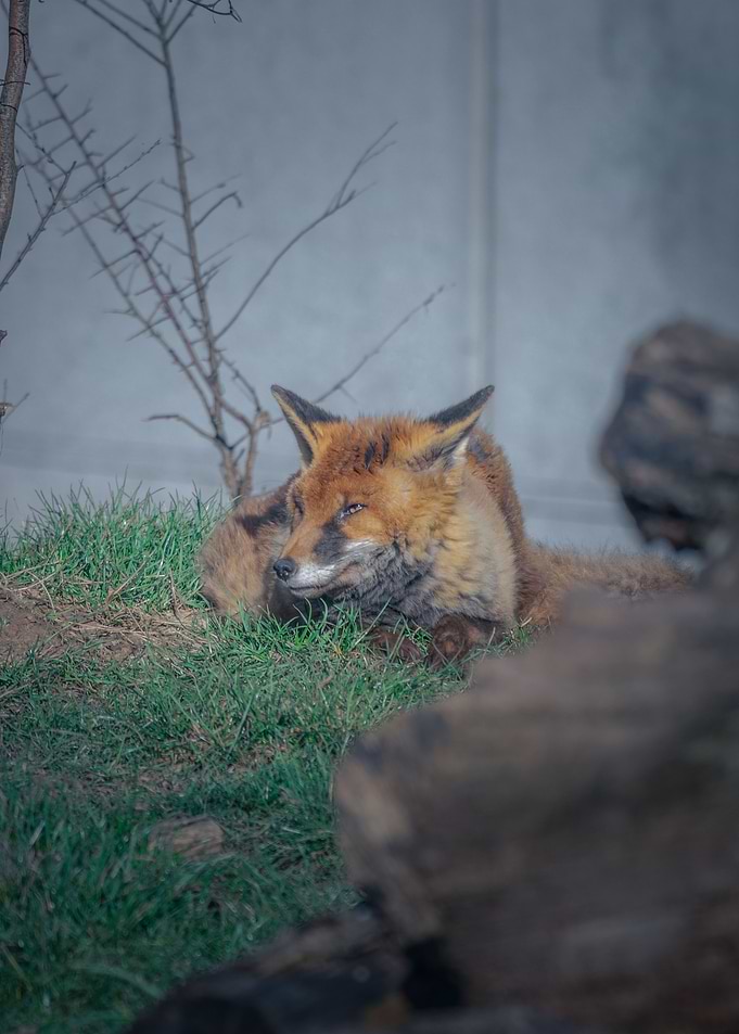 Peaceful Fox