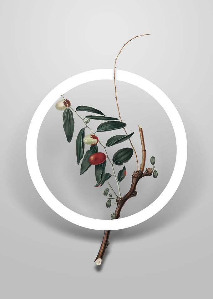 Vintage Jujube Flower Art