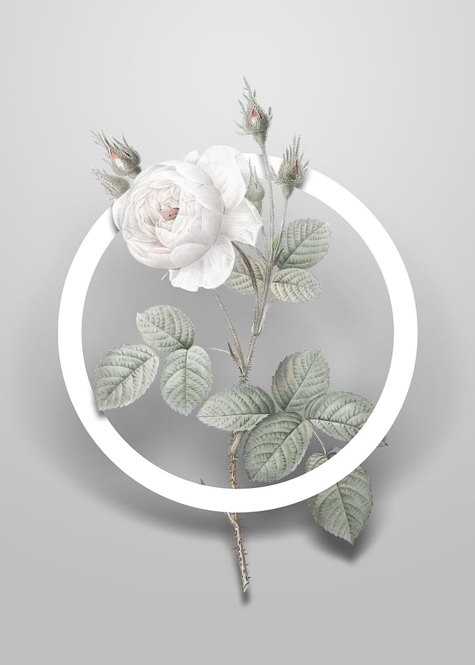 White Misty Rose Flower
