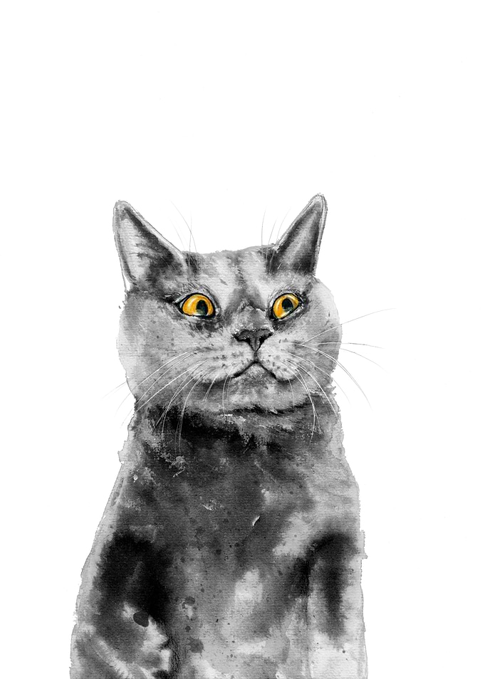 Weird Cat