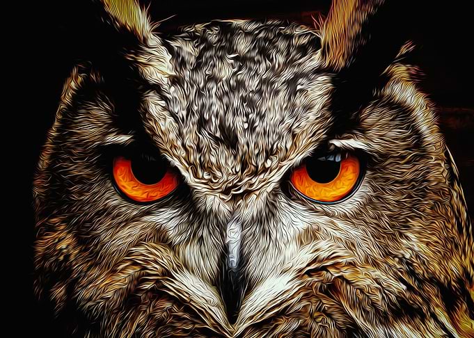 Owl