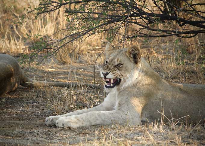 Lioness growling