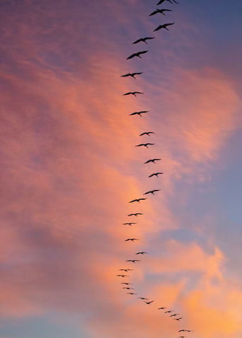 The Crane Migration