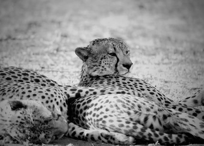 Cheetah
