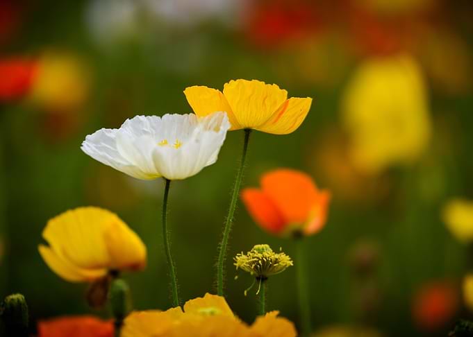 Klatschmohn Poppy