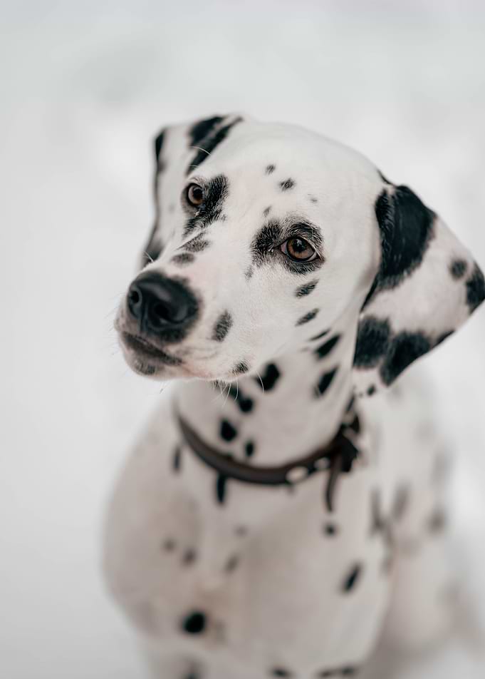 Young dalmatian in winter
