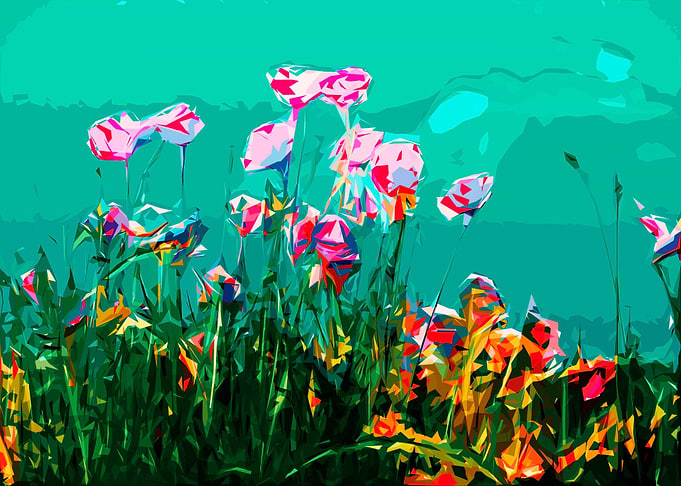 Klatschmohn Poppy