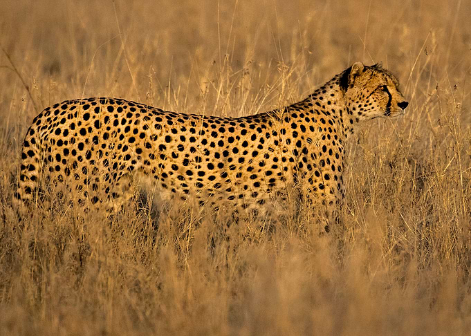 Looking for a Morsel