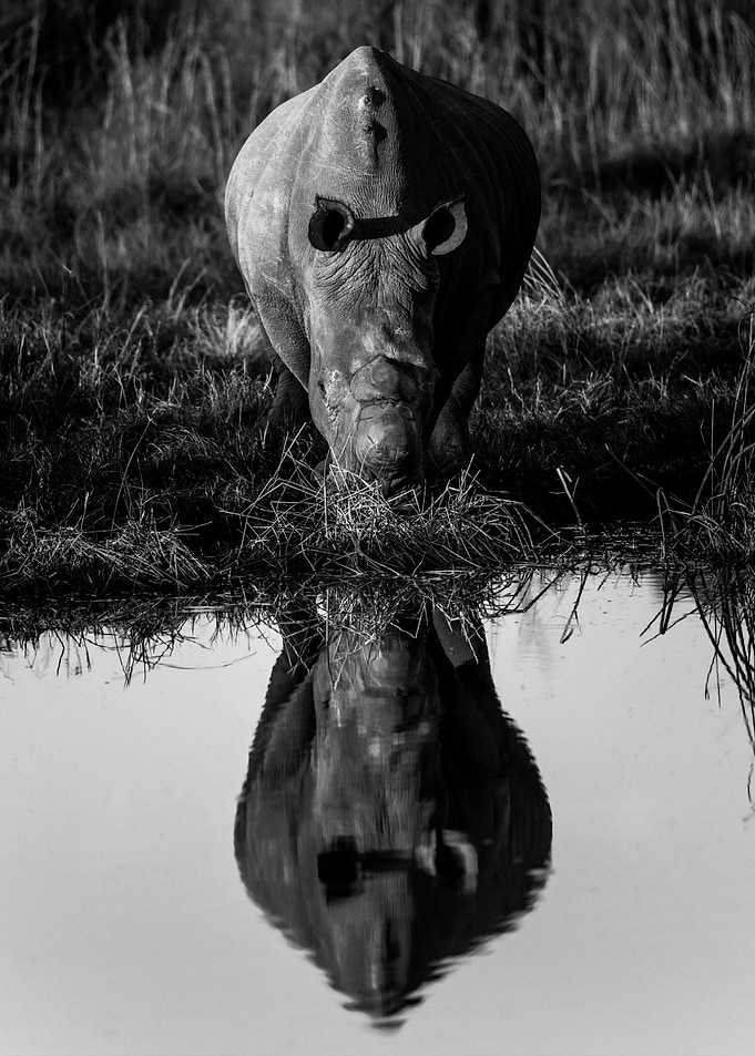 Rhino