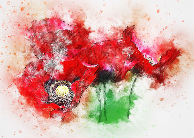 Klatschmohn Poppy