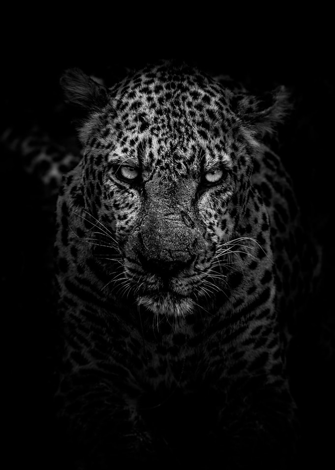 Cheetah