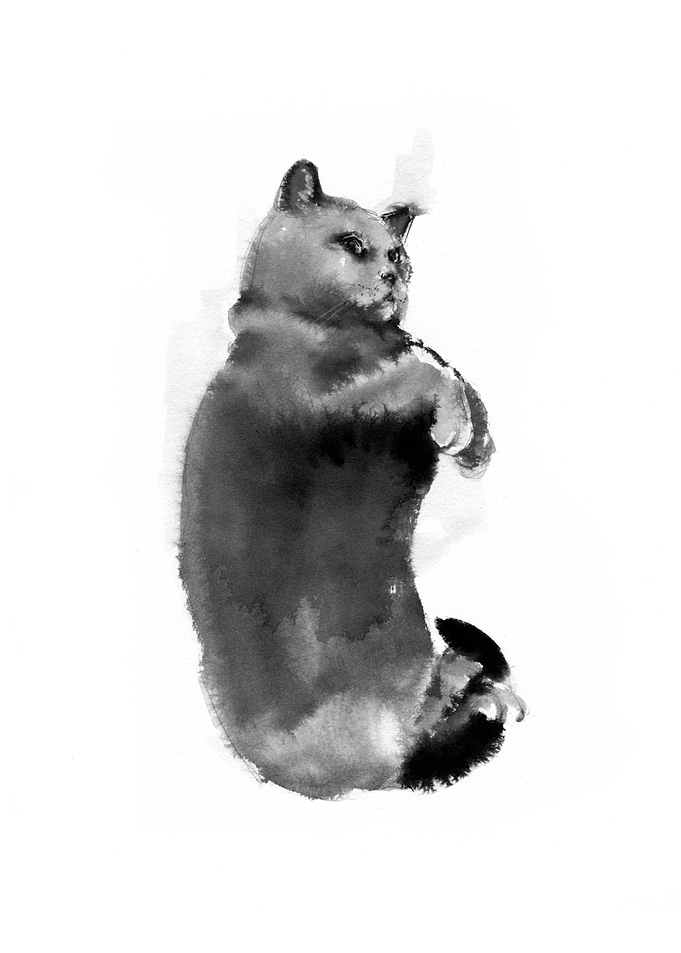 Cat 2