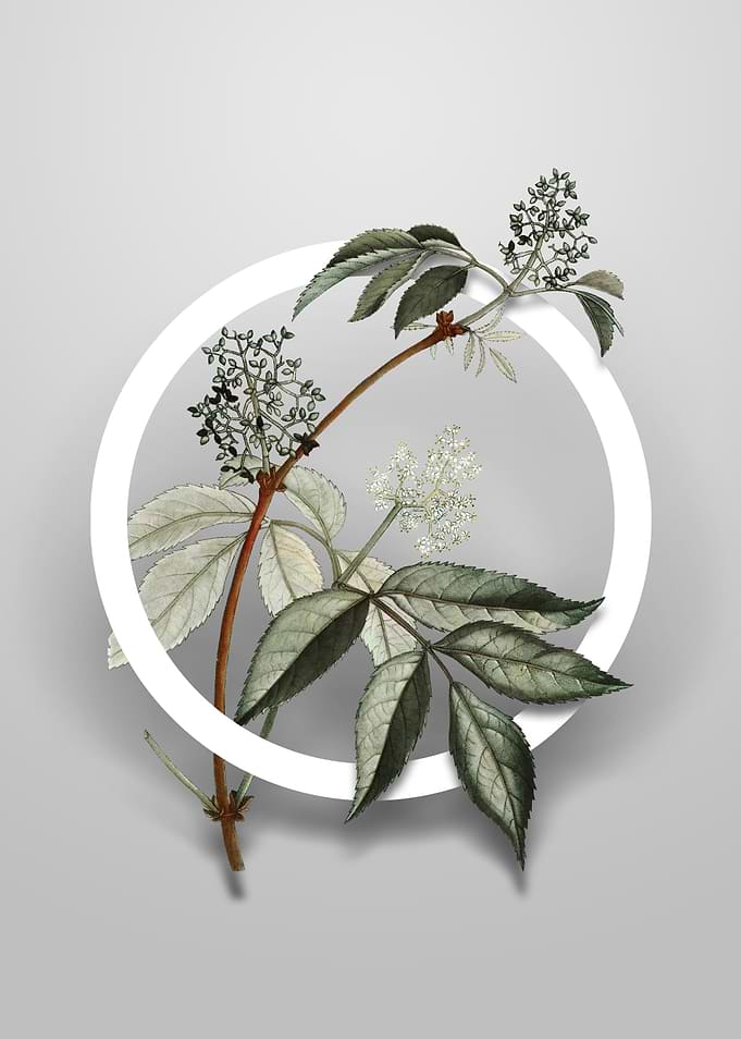 Red Elderberry Flower Art