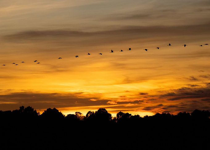Cranes over the Sunset