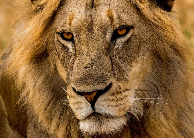 Unfathomable Eyes
