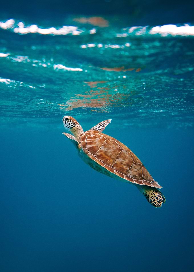 Turtle
