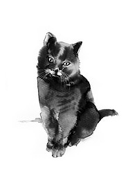 Cute Cat