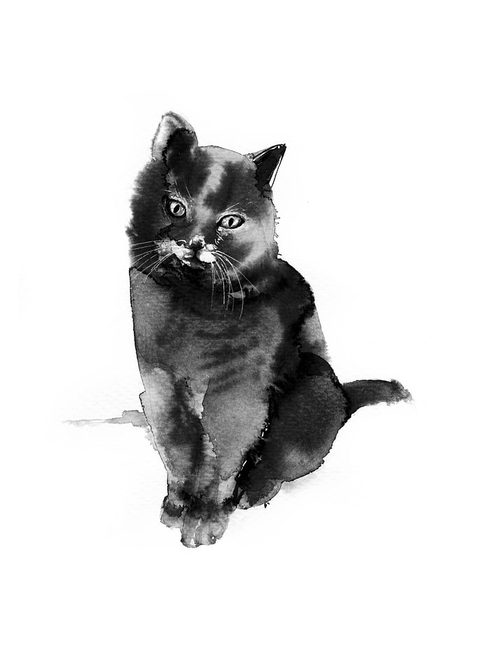 Cute Cat