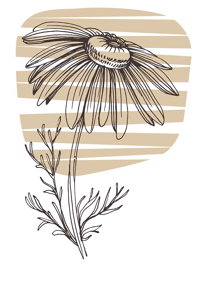 Chamomile and Daisy