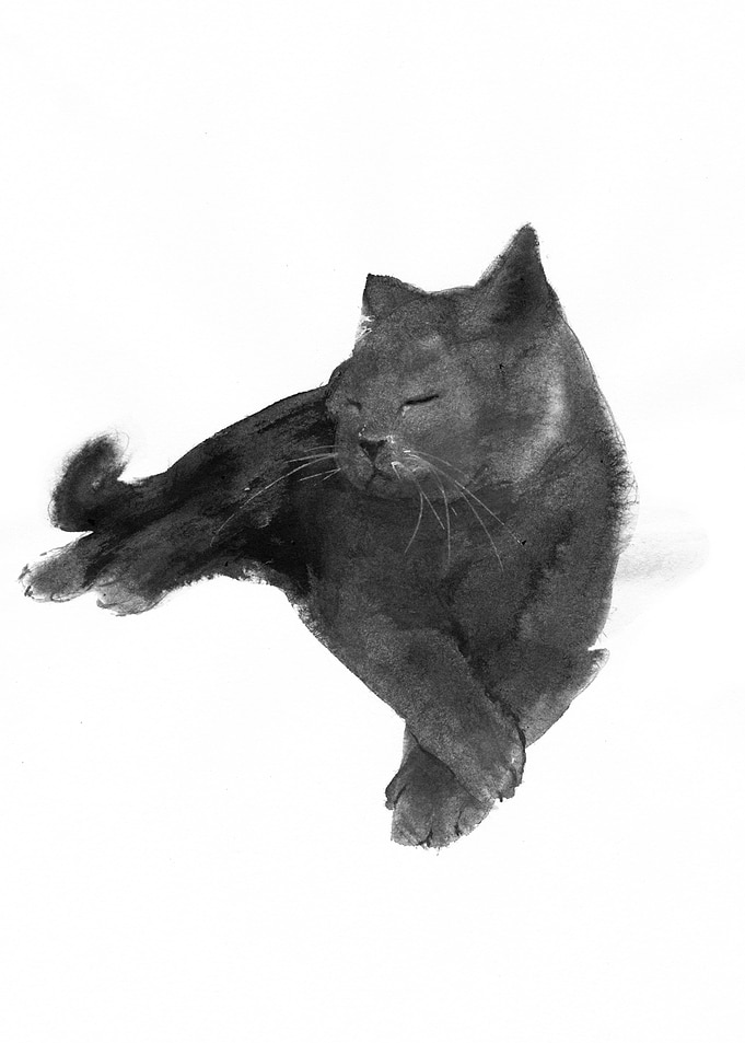 Sleeping Cat