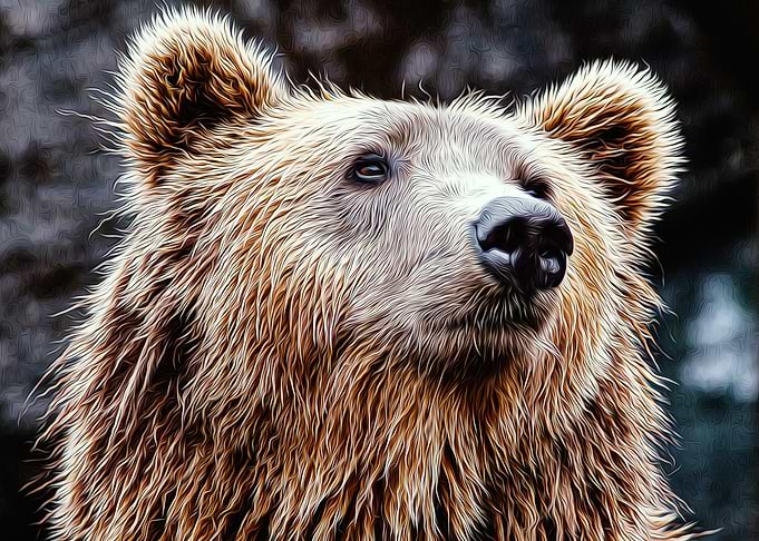 Bear