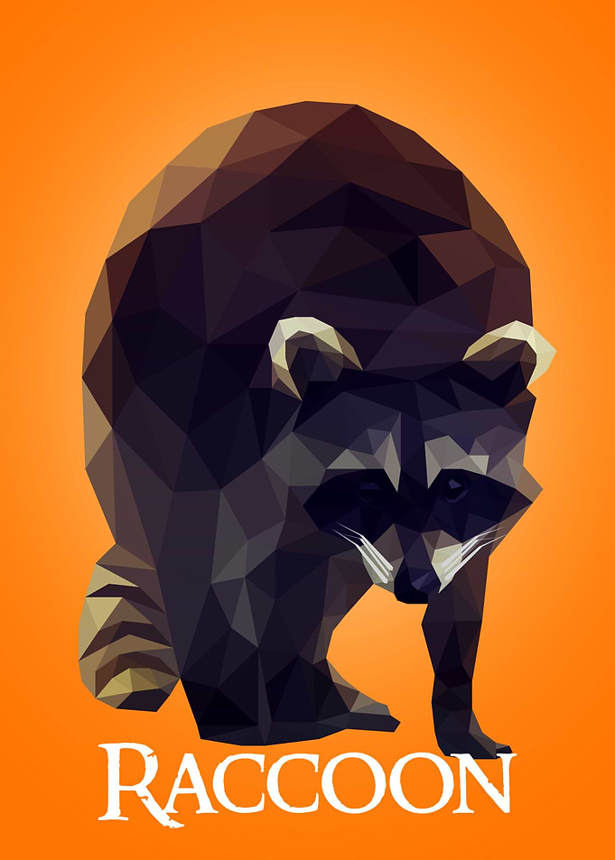 Raccoon