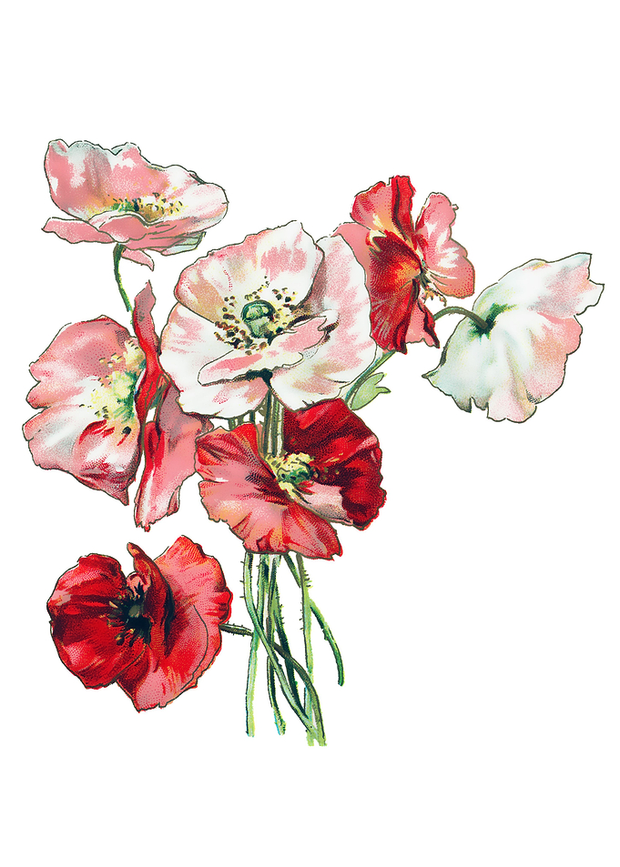Klatschmohn Poppy
