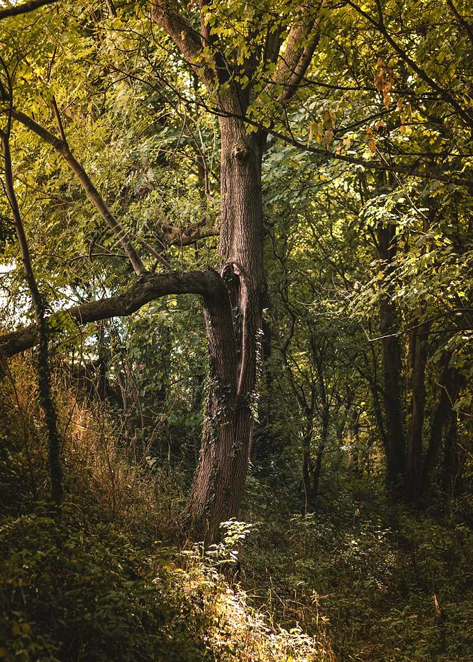 Golden Forest Glow