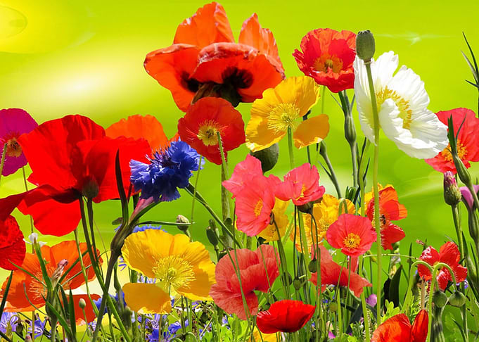 Klatschmohn Poppy