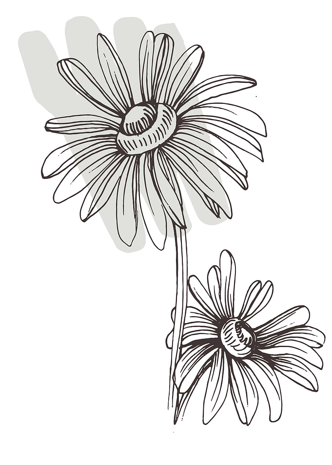 Chamomile and Daisy