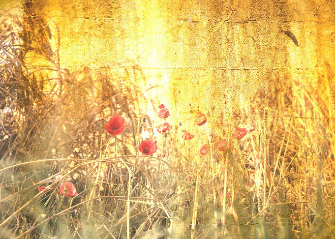 Klatschmohn Poppy