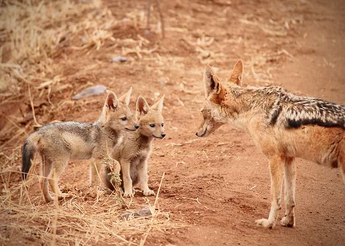 Coyote