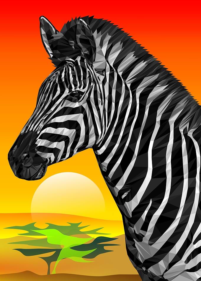 Zebra