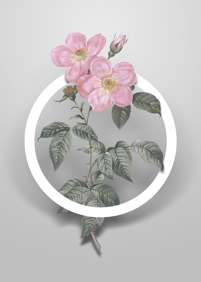 Tea Scented Roses Bloom