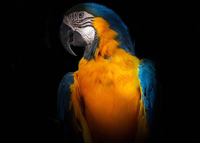 Macaw Parrot