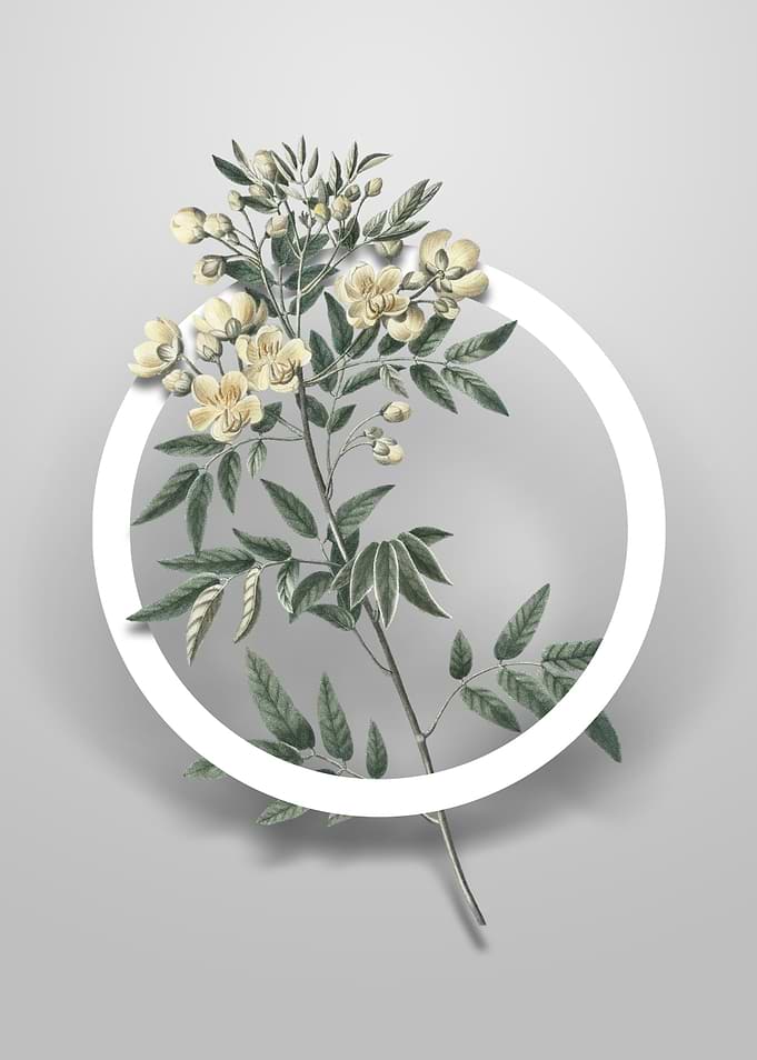 Argentine Senna Flower Art