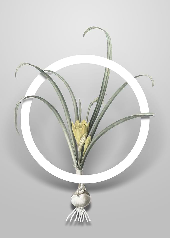 Yellow Autumn Crocus Art