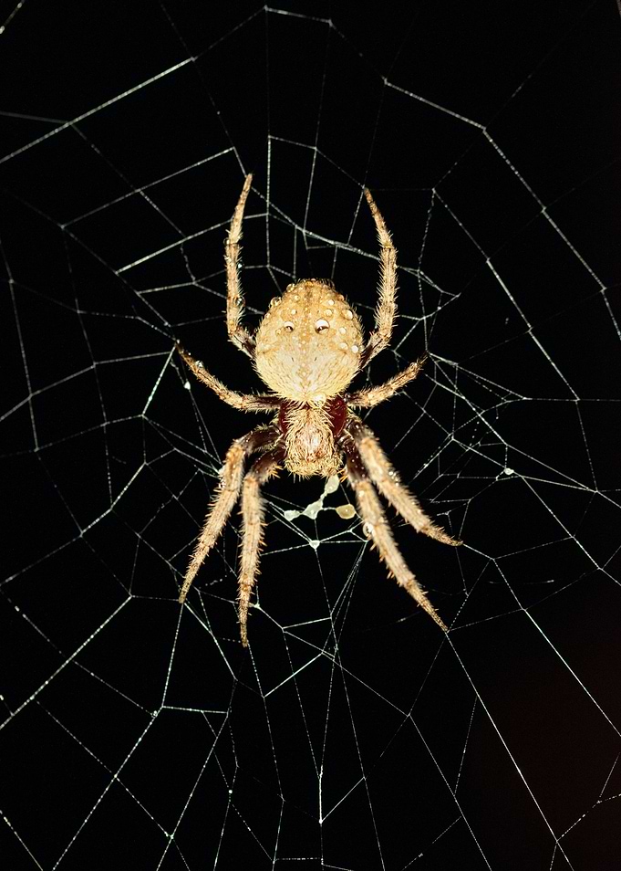 Spider