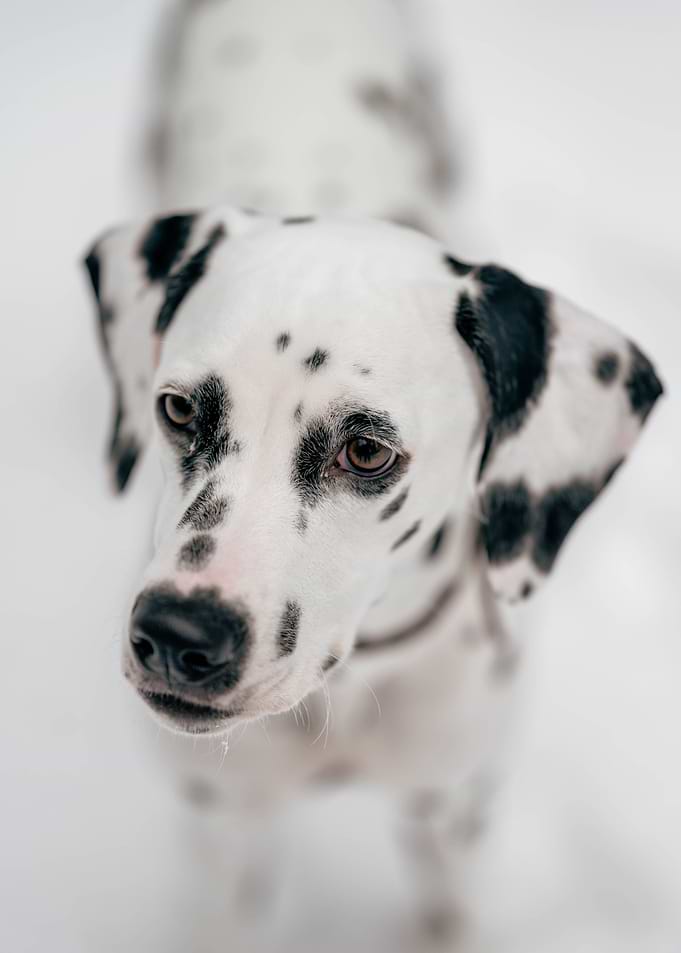 Young dalmatian in winter