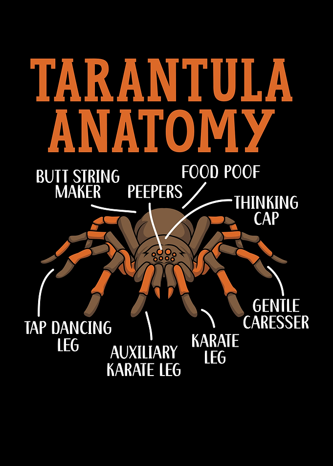 Tarantula Anatomy Spider